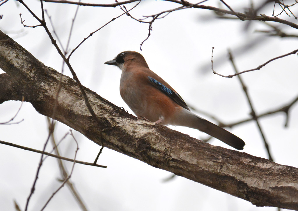 カケス君２（栃木県民の森）