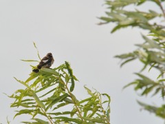札幌　茨戸川緑地にて　５