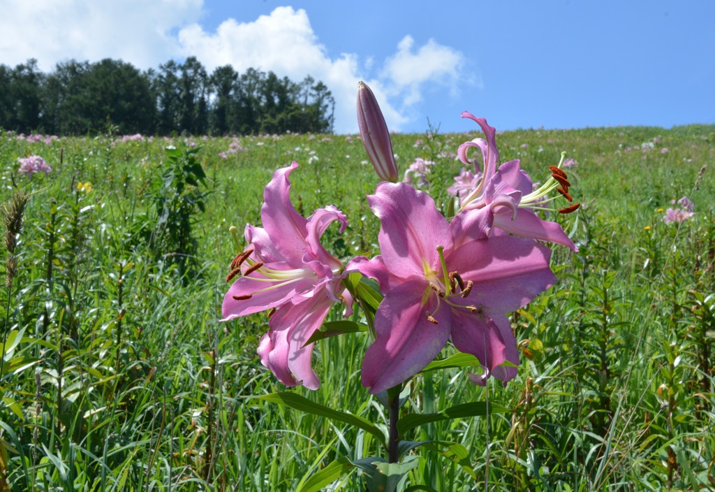 小樽　オーンズ春香山ゆり園１