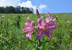 小樽　オーンズ春香山ゆり園１