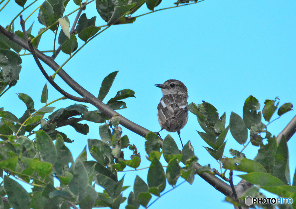 DSC_3321re