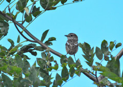 DSC_3321re