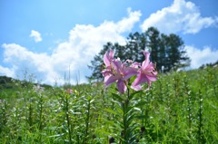 小樽　オーンズ春香山ゆり園３