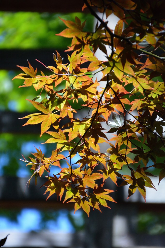 きれいだったから・・・・