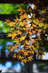 きれいだったから・・・・