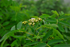 しっとり高山植物２