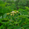 しっとり高山植物２
