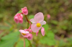 私きれい？（シュウカイドウ）