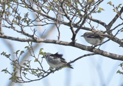 コムクドリ　ペア