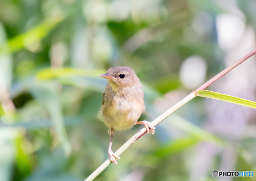 ウグイ〜す、幼鳥。１