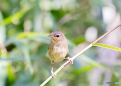 ウグイ〜す、幼鳥。１