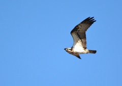 ミサゴ＜涸沼自然公園にて＞４