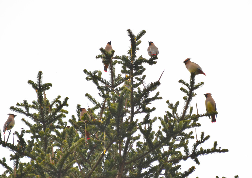 ヒレンジャク群れ２（栃木県民の森）