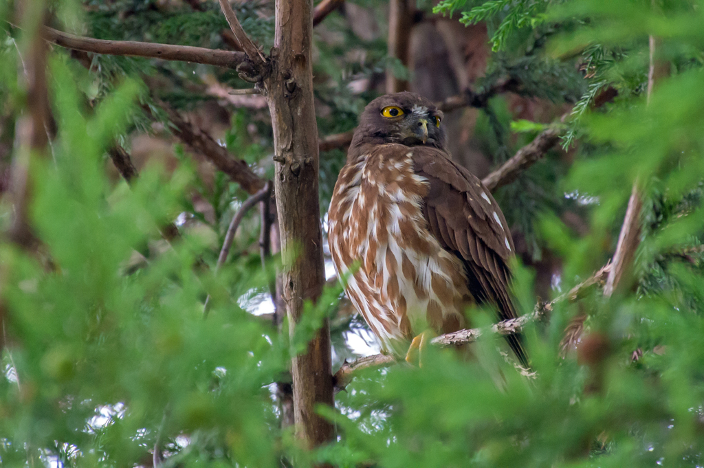 アオバズクさん２