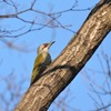 アオゲラ殿（栃木　みかも山公園にて）２