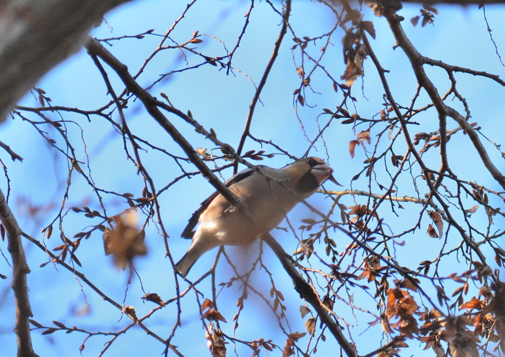 シメさん（栃木　みかも山公園にて）５