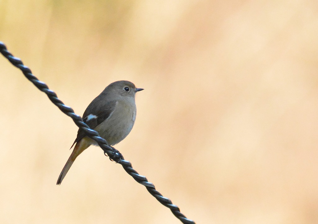 ジョウビタキ♀＜栃本自然公園にて＞佐野市