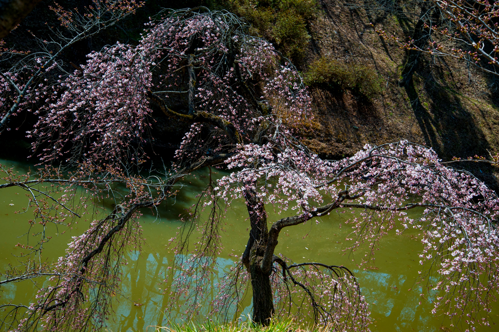 幻想桜