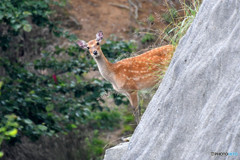 んっ？鹿だけに仕方ないです＜柳沢峠　山梨にて＞１