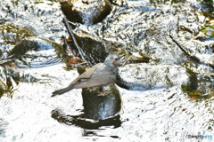 ブルブル、、、、