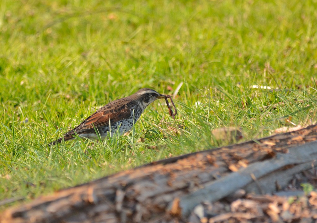 ツグミ、、、補食中！
