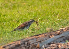 ツグミ、、、補食中！