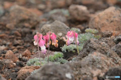 コマ草３（池の平湿原）