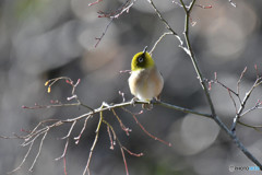 メジロっち2＜芦花公園＞＊TC-14EII