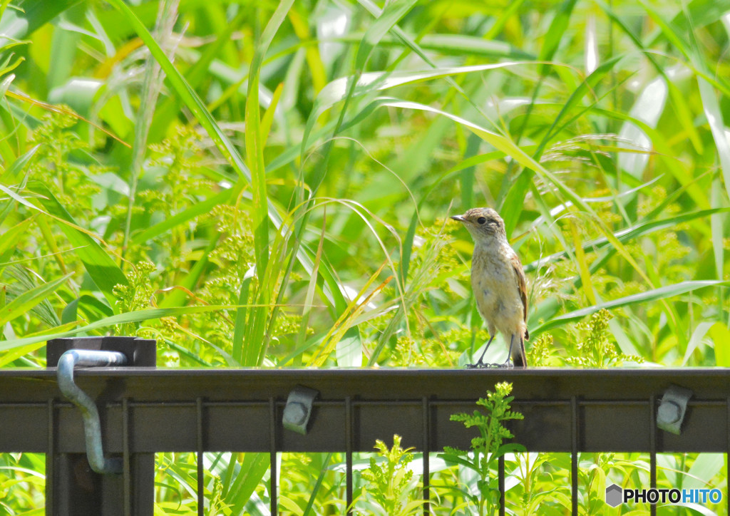 DSC_3335re