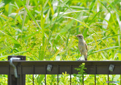 DSC_3335re