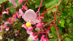 秋海棠（シュウカイドウ）栃木　出流ふれあいの森にて２