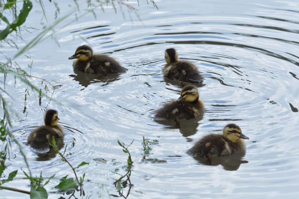 カルガモ（幼鳥）