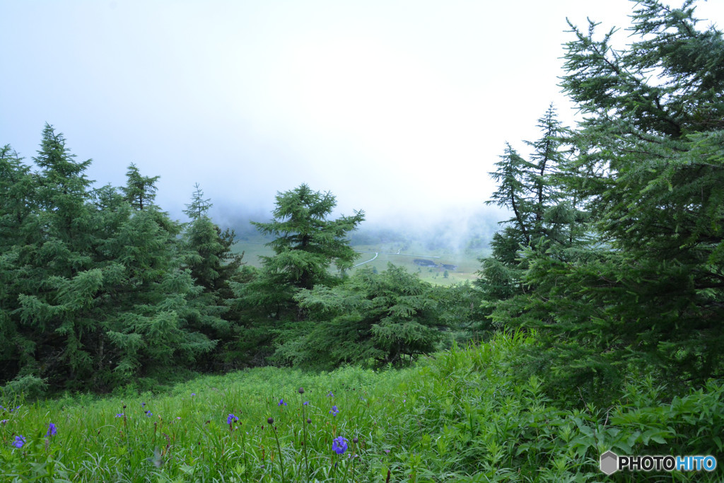 池の平湿原まであと少し、、、