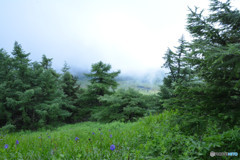 池の平湿原まであと少し、、、