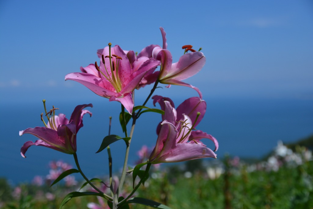 小樽　オーンズ春香山ゆり園４
