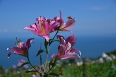 小樽　オーンズ春香山ゆり園４