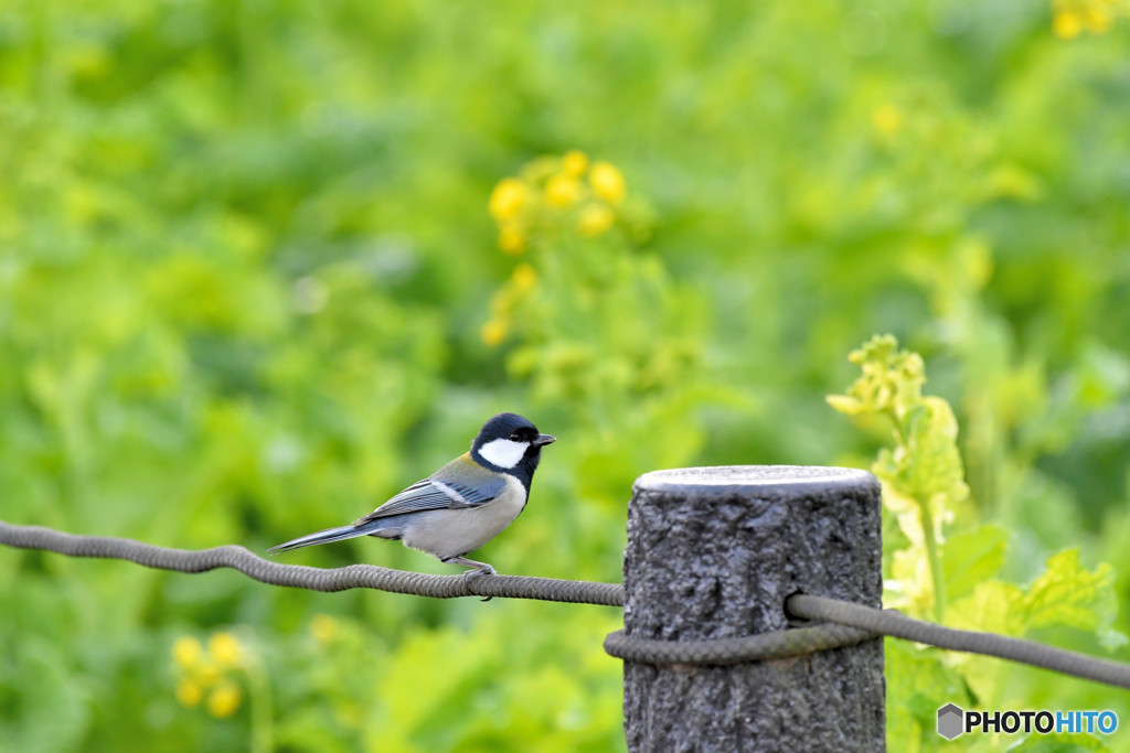 シジュウカラくん２