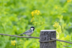 シジュウカラくん２