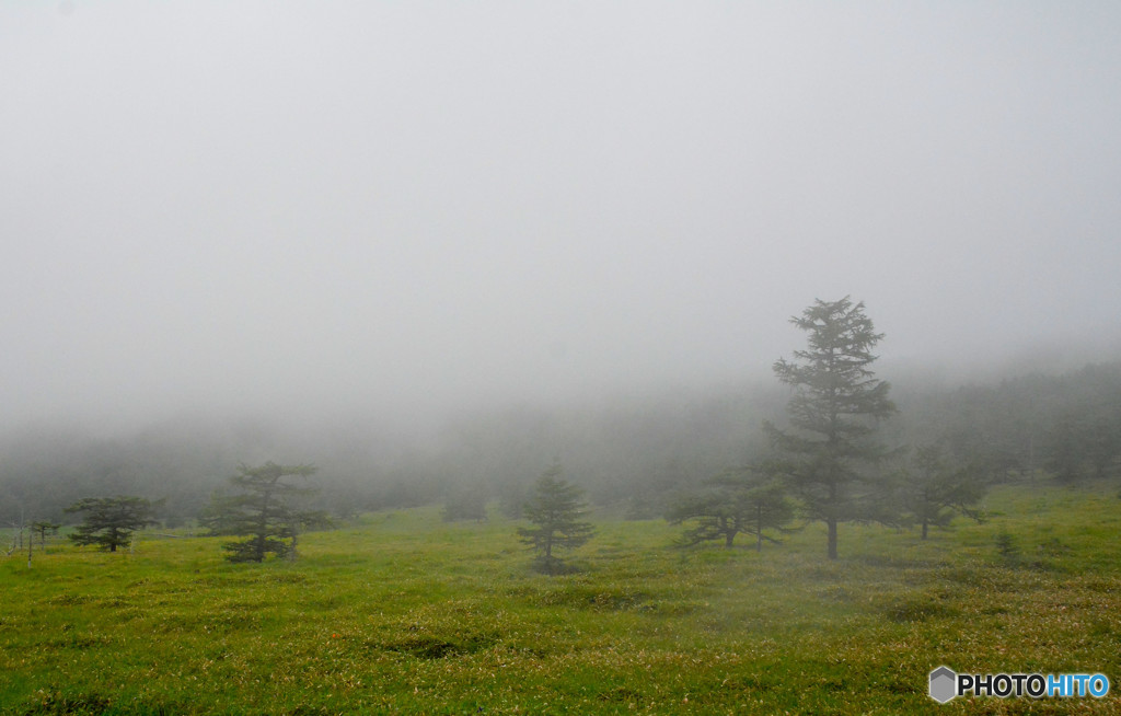 長野県　池の平湿原　１