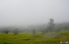 長野県　池の平湿原　１