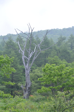 沼ヶ原湿地にて