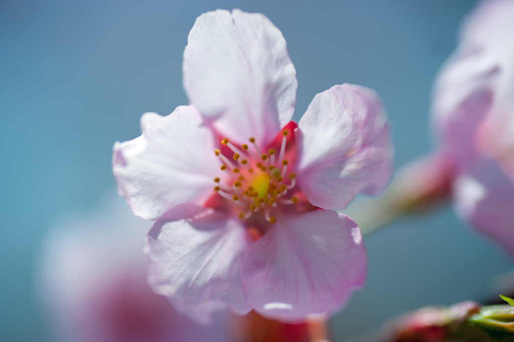 上田城の桜まくろ３