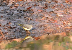 キセキレイ様（栃木　みかも山公園にて）４