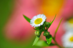 那須フラワーガーデンにて