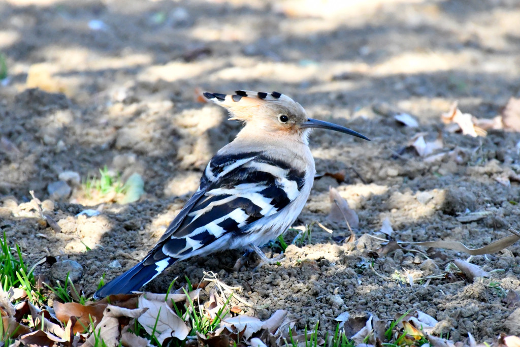 珍鳥　ヤツガシラ＜群馬県　つつじヶ岡公園にて＞４