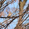 （栃木　みかも山公園にて）２