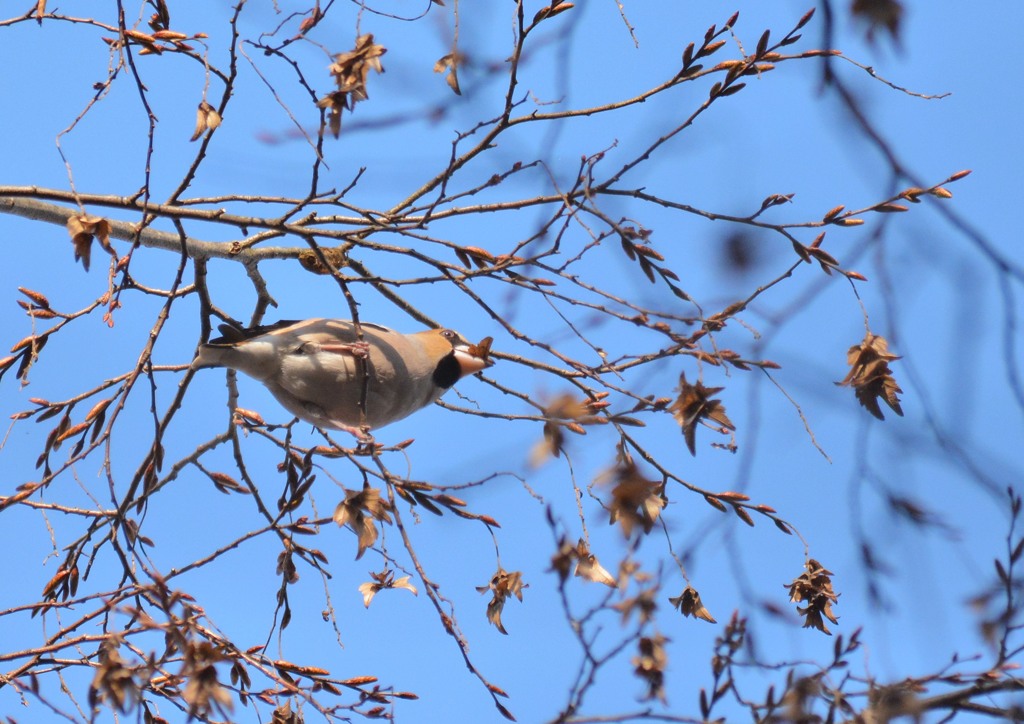 シメさん（栃木　みかも山公園にて）４