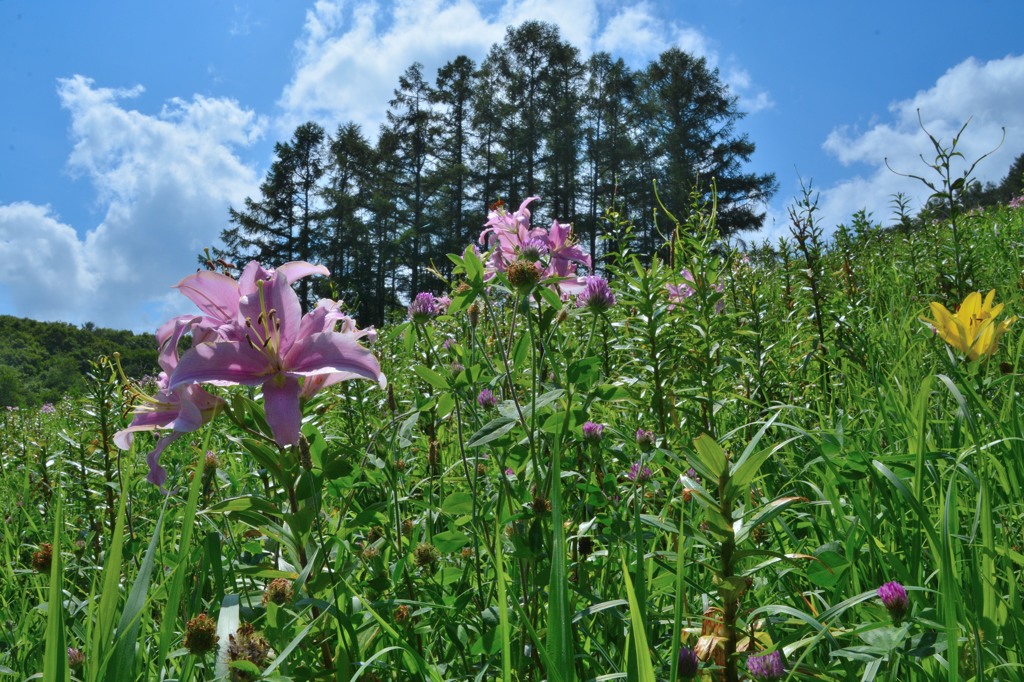 小樽　オーンズ春香山ゆり園２