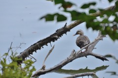 たまには野鳥らしく、、、、。