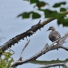 たまには野鳥らしく、、、、。